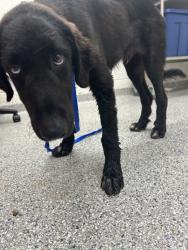 Shelter Stray Male Dog last seen Near Tarwater Road, Knox County ASO, TN, 3201 Division St, Knoxville, TN 37919, USA