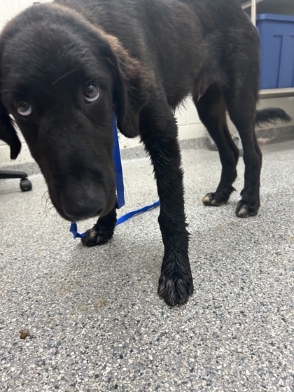 Shelter Stray Male Dog last seen Near Tarwater Road, Knox County ASO, TN, 3201 Division St, Knoxville, TN 37919, USA