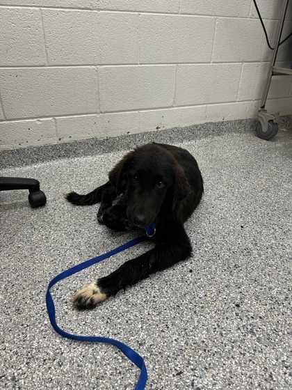 Shelter Stray Female Dog last seen Near Tarwater Road, Knox County ASO, TN, 3201 Division St, Knoxville, TN 37919, USA