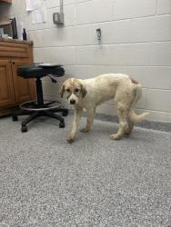 Shelter Stray Unknown Dog last seen Near Tarwater Road, Knox County ASO, TN, 3201 Division St, Knoxville, TN 37919, USA