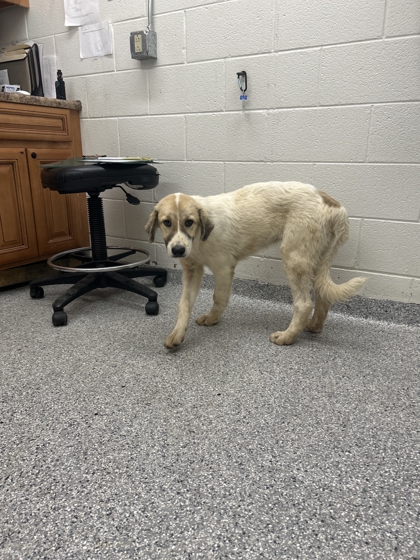 Shelter Stray Unknown Dog last seen Near Tarwater Road, Knox County ASO, TN, 3201 Division St, Knoxville, TN 37919, USA