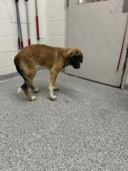 Shelter Stray Unknown Dog last seen Near Tarwater Road, Knox County ASO, TN, 3201 Division St, Knoxville, TN 37919, USA