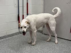 Shelter Stray Female Dog last seen Near River Drive, City of Knoxville ASO, TN, 3201 Division St, Knoxville, TN 37919, USA