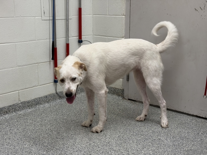 Shelter Stray Female Dog last seen Near River Drive, City of Knoxville ASO, TN, 3201 Division St, Knoxville, TN 37919, USA