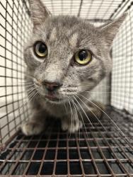 Shelter Stray Female Cat last seen Near Fleta Ln, Knox County ASO, TN, 3201 Division St, Knoxville, TN 37919, USA