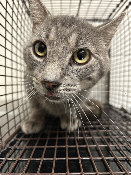 Shelter Stray Female Cat last seen Near Fleta Ln, Knox County ASO, TN, 3201 Division St, Knoxville, TN 37919, USA