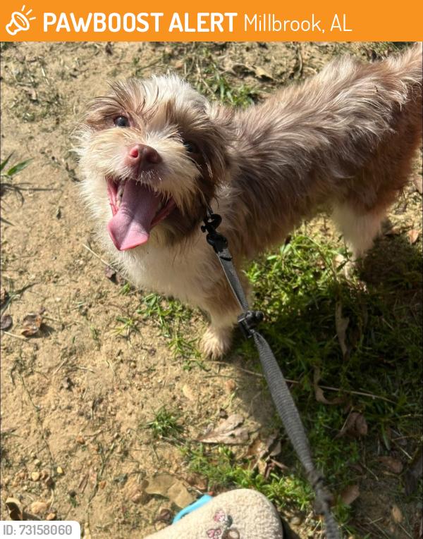 Found/Stray Female Dog last seen Sycamore Street in Millbrook, Millbrook, AL 36054