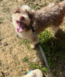 Found/Stray Female Dog last seen Sycamore Street in Millbrook, Millbrook, AL 36054