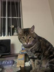 Lost Male Cat last seen Cheri Lynn dr and shannon, Chandler, AZ 85225