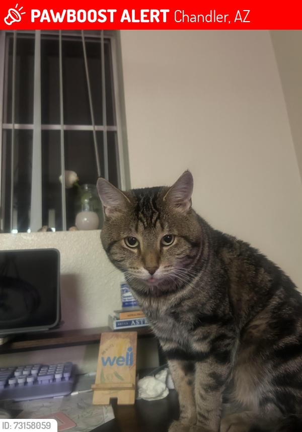 Lost Male Cat last seen Cheri Lynn dr and shannon, Chandler, AZ 85225