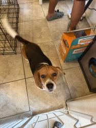 Found/Stray Male Dog last seen Near / key windy way, Converse, TX 78109
