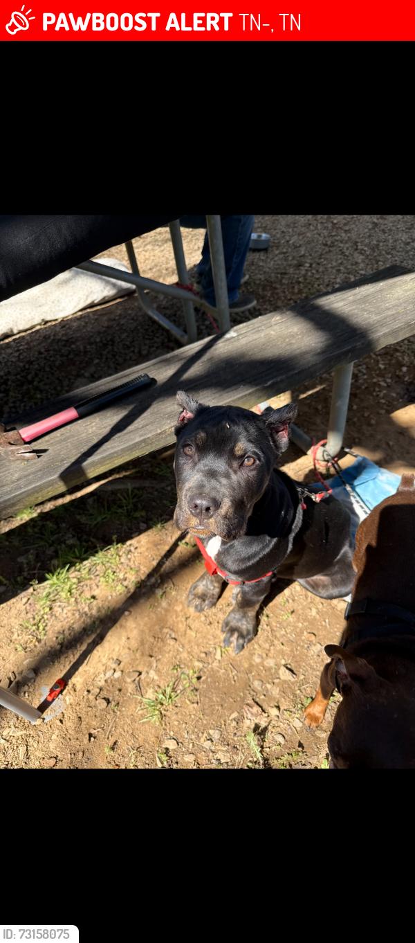 Lost Female Dog last seen New deal pots/ hwy76, TN-76, TN 38231