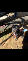 Lost Female Dog last seen New deal pots/ hwy76, TN-76, TN 38231