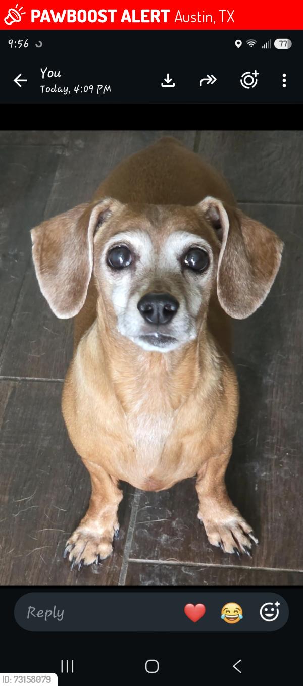 Lost Female Dog last seen On the corner, Austin, TX 78702