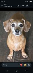 Lost Female Dog last seen On the corner, Austin, TX 78702