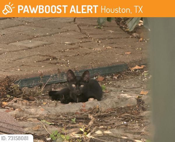 Found/Stray Unknown Cat last seen Briargreen, Houston, TX 77082