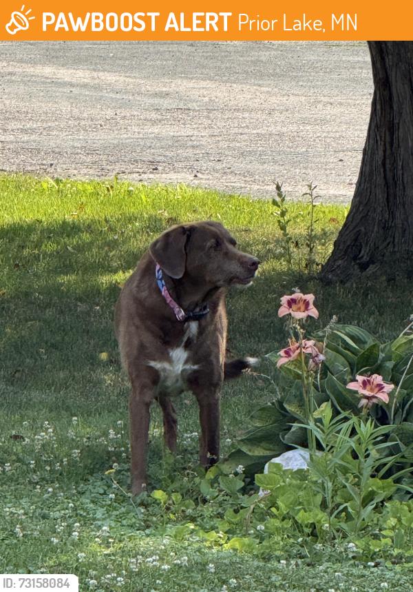 Found/Stray Unknown Dog last seen Brunswick lane, prior lake, Prior Lake, MN 55372