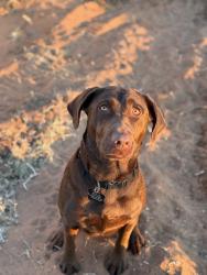 Lost Female Dog last seen N county rd 1294 midland tx, N County Rd 1294, TX 79758