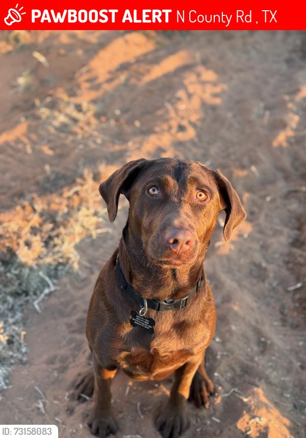 Lost Female Dog last seen N county rd 1294 midland tx, N County Rd 1294, TX 79758