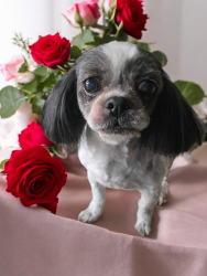 Reunited Male Dog last seen Near Ave 122 street, Edmonton, AB T5G 1A9