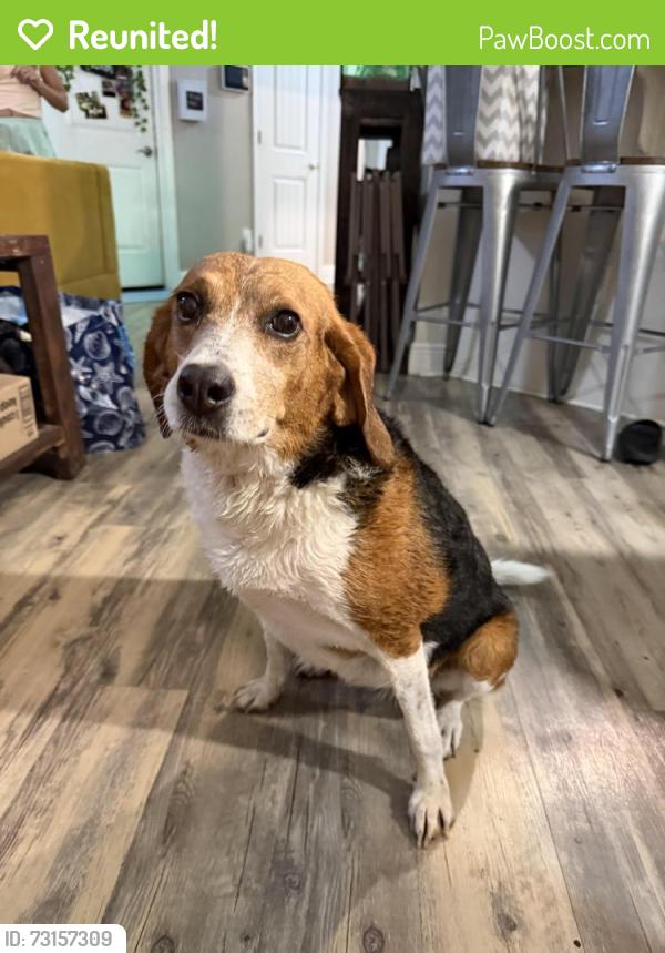 Reunited Female Dog last seen Cooper Ridge ests, Cantonment, FL 32533
