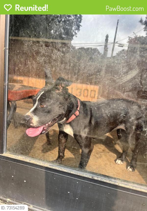 Reunited Female Dog last seen Near highway, Wilson, NC 27893