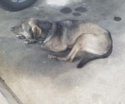 Found/Stray Male Dog last seen Brazos river, Rosenberg, TX 77471