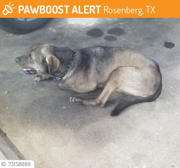 Found/Stray Male Dog last seen Brazos river, Rosenberg, TX 77471