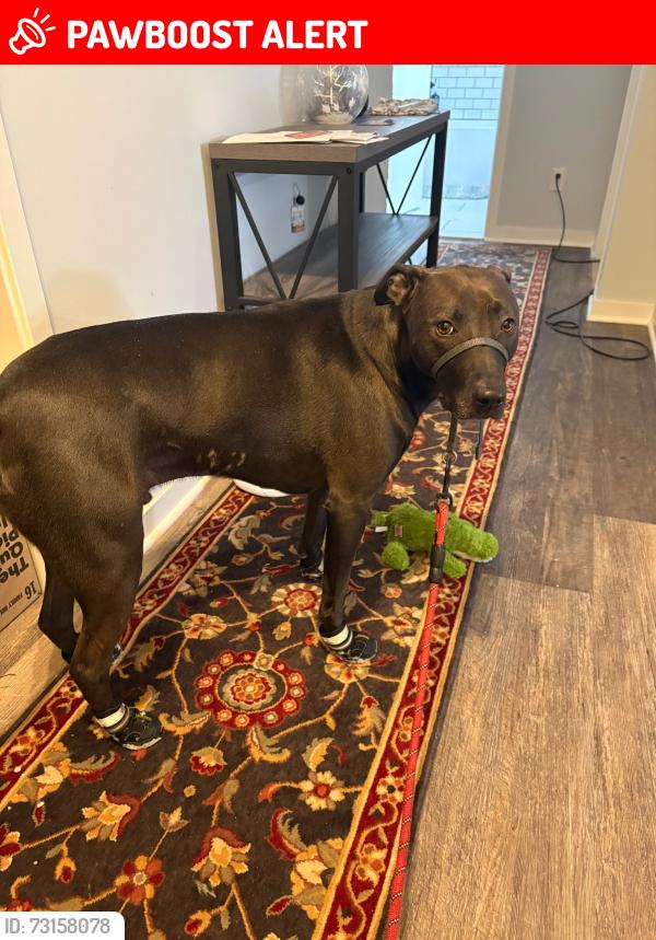 Lost Male Dog last seen Sommerset and Jefferson, Grosse Pointe Park, MI 48230