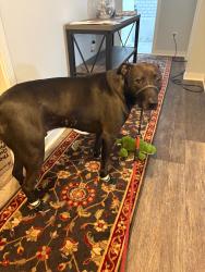 Lost Male Dog last seen Sommerset and Jefferson, Grosse Pointe Park, MI 48230