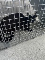 Shelter Stray Unknown Cat last seen Near Whisper Circle, VIRGINIA BEACH 23454, VA, 341 S Birdneck Rd, Virginia Beach, VA 23451, USA