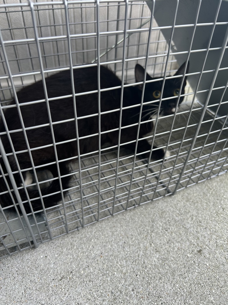 Shelter Stray Unknown Cat last seen Near Whisper Circle, VIRGINIA BEACH 23454, VA, 341 S Birdneck Rd, Virginia Beach, VA 23451, USA