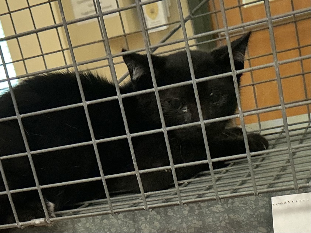 Shelter Stray Unknown Cat last seen Va Beach Boulevard, VIRGINIA BEACH, VA, 23451, 341 S Birdneck Rd, Virginia Beach, VA 23451, USA