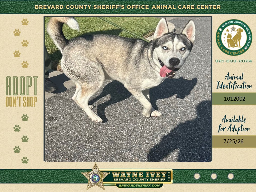 Shelter Stray Male Dog last seen FL, 5100 W Eau Gallie Blvd, Melbourne, FL 32934, USA