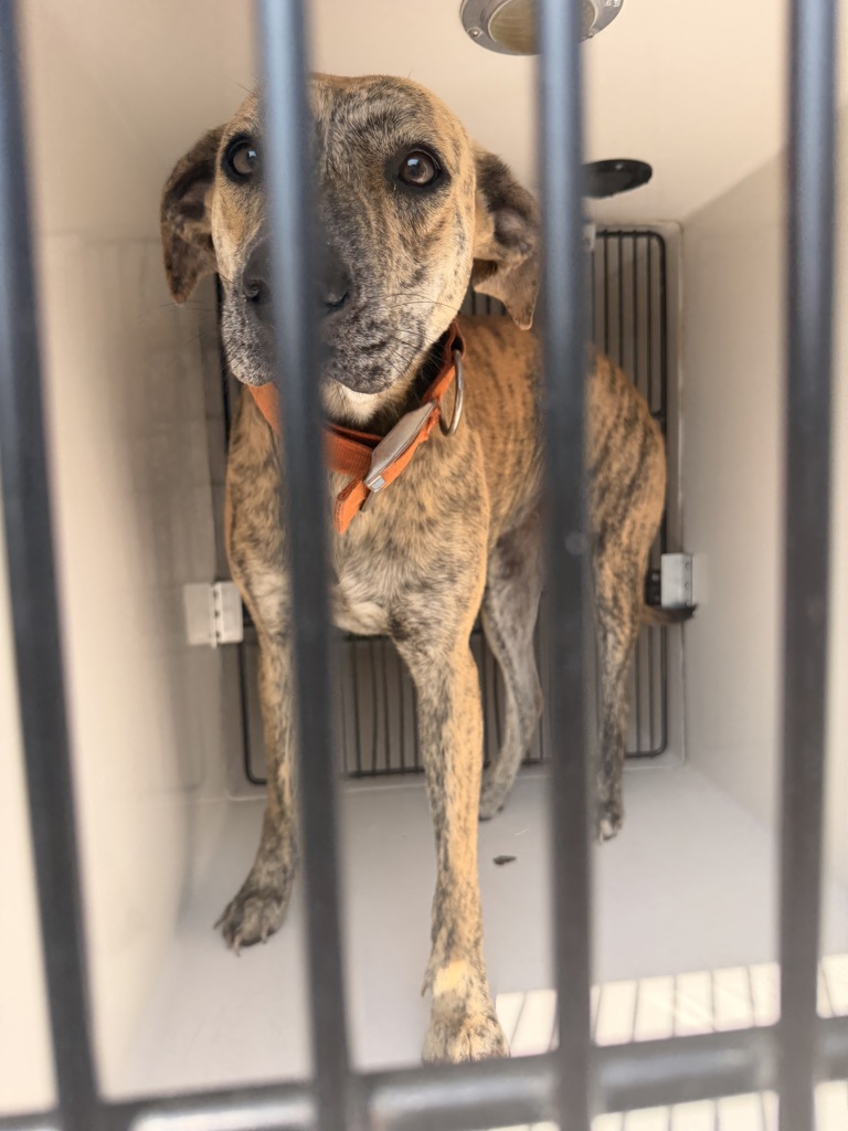 Shelter Stray Female Dog last seen Near Fetsch Place, VIRGINIA BEACH, VA, 23453, 341 S Birdneck Rd, Virginia Beach, VA 23451, USA