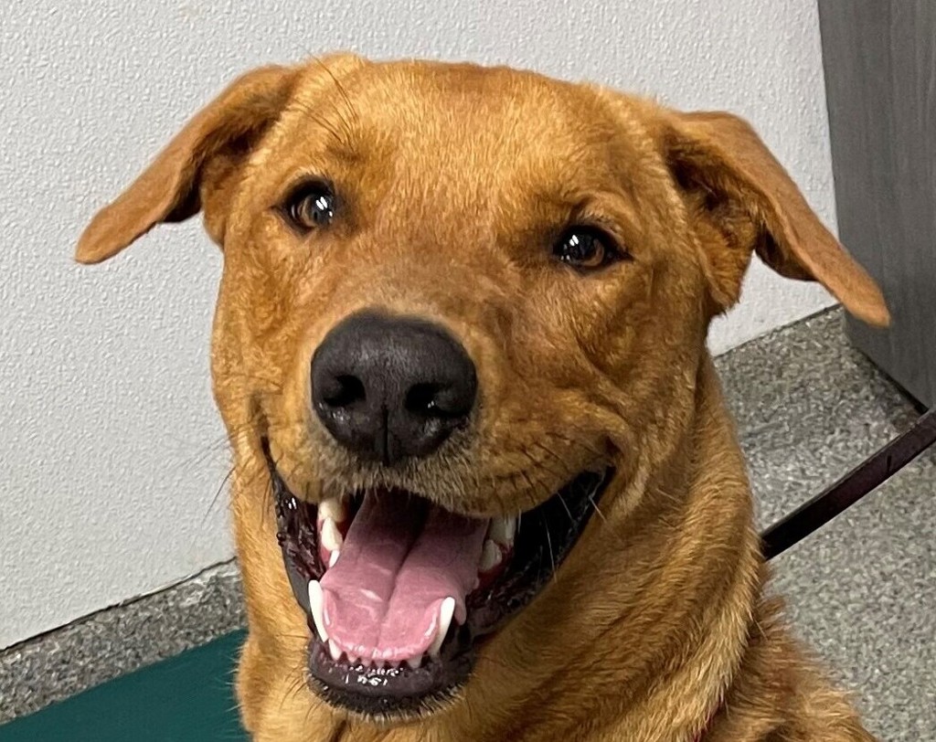 Shelter Stray Male Dog last seen Camino Del Rio S, San Diego, CA, 92108, 5500 Gaines St, San Diego, CA 92110, USA
