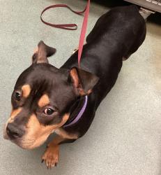 Shelter Stray Male Dog last seen Northwoods Village Drive, CARY, NC, 27513, 820 Beacon Lake Dr, Raleigh, NC 27610, USA