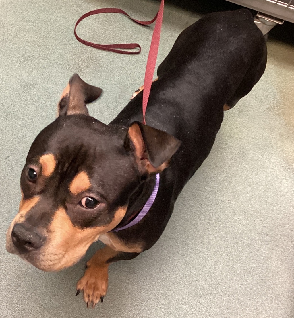 Shelter Stray Male Dog last seen Northwoods Village Drive, CARY, NC, 27513, 820 Beacon Lake Dr, Raleigh, NC 27610, USA