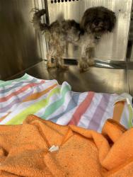 Shelter Stray Male Dog last seen Near E Anderson Lane, AUSTIN, TX, 78752, 7201 Levander Loop bldg a, Austin, TX 78702, USA