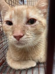 Shelter Stray Unknown Cat last seen Near Durbin Way, FUQUAY VARINA, NC, 27526, 820 Beacon Lake Dr, Raleigh, NC 27610, USA