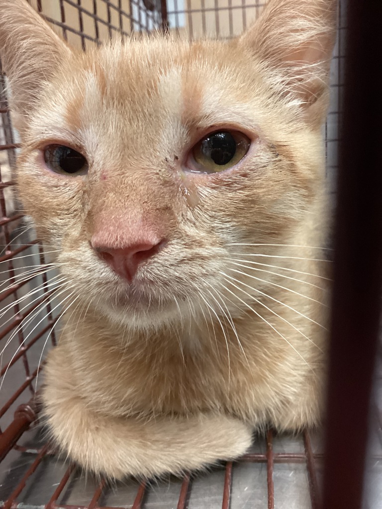 Shelter Stray Unknown Cat last seen Near Durbin Way, FUQUAY VARINA, NC, 27526, 820 Beacon Lake Dr, Raleigh, NC 27610, USA