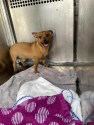 Shelter Stray Male Dog last seen Near E Anderson Lane, AUSTIN, TX, 78752, 7201 Levander Loop bldg a, Austin, TX 78702, USA