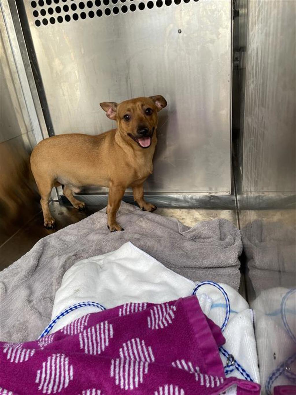 Shelter Stray Male Dog last seen Near E Anderson Lane, AUSTIN, TX, 78752, 7201 Levander Loop bldg a, Austin, TX 78702, USA