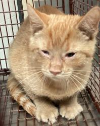 Shelter Stray Unknown Cat last seen Near Durbin Way, FUQUAY VARINA, NC, 27526, 820 Beacon Lake Dr, Raleigh, NC 27610, USA