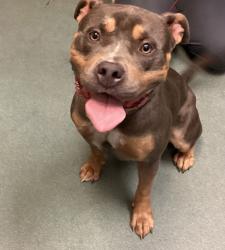 Shelter Stray Female Dog last seen Near Poole Road, WENDELL, NC, 27591, 820 Beacon Lake Dr, Raleigh, NC 27610, USA