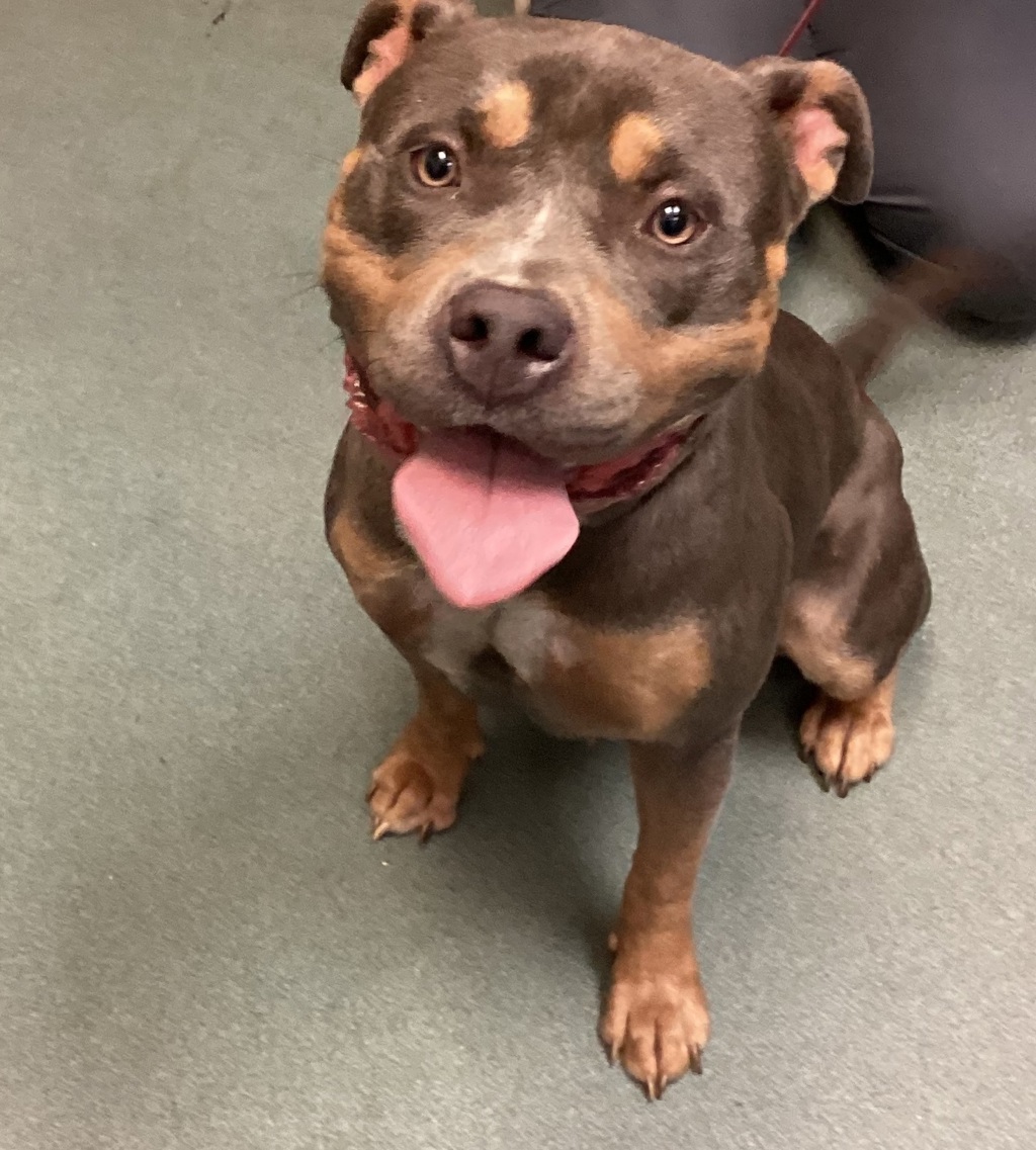Shelter Stray Female Dog last seen Near Poole Road, WENDELL, NC, 27591, 820 Beacon Lake Dr, Raleigh, NC 27610, USA