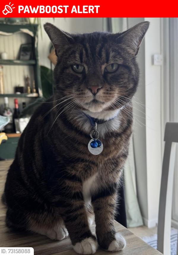 Lost Male Cat last seen Sawkins Gardens, Great Baddow, Chelmsford, Great Baddow, England 