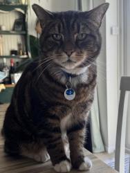 Lost Male Cat last seen Sawkins Gardens, Great Baddow, Chelmsford, Great Baddow, England 