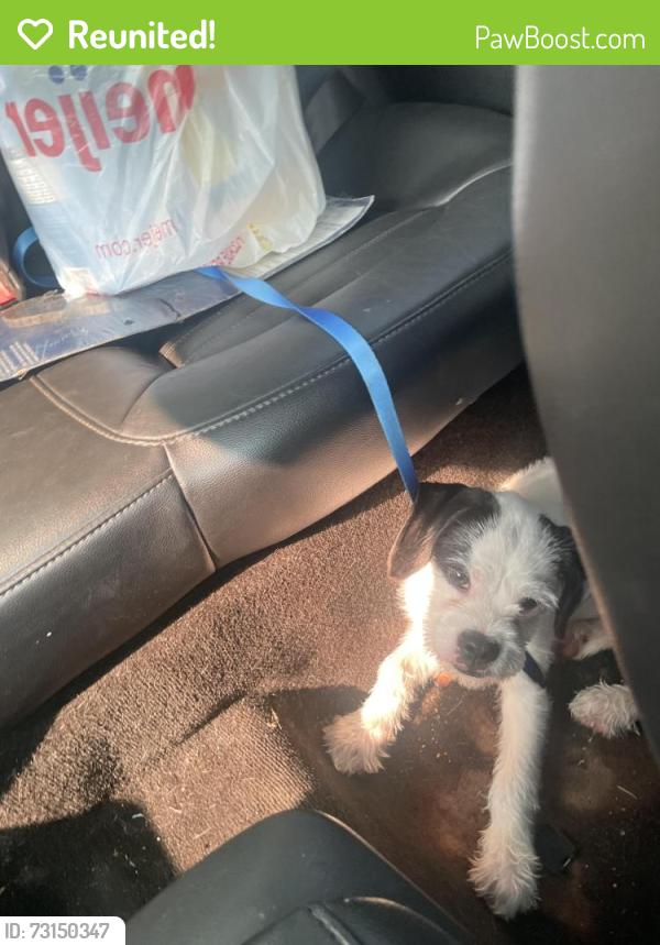 Reunited Male Dog last seen Kessler , west 56th, Indianapolis, IN 46228