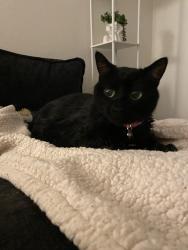 Reunited Female Cat last seen Pepper dr and Cajon av, El Cajon, CA 92021
